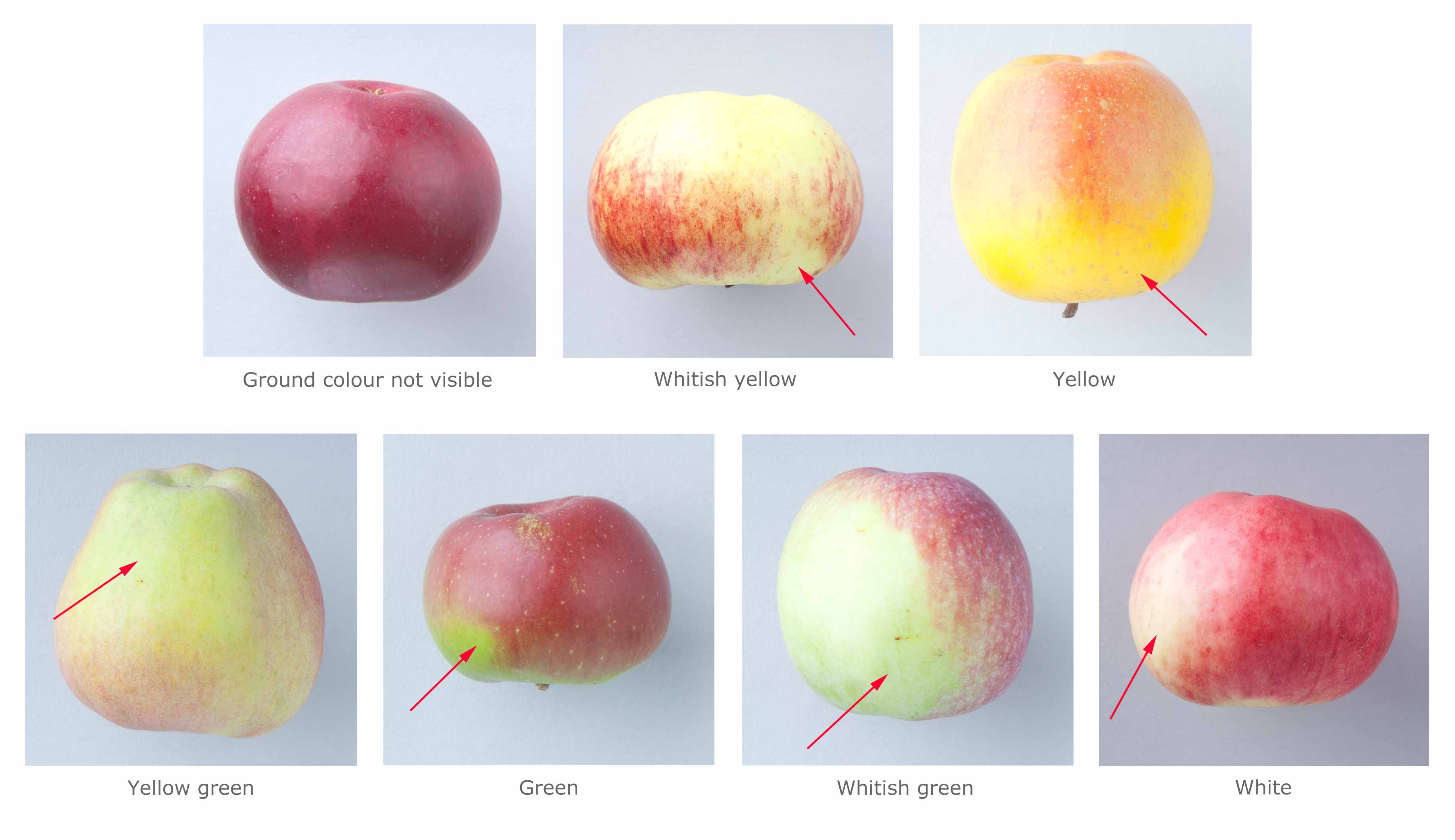 apple-color-western-agricultural-research-center-montana-state